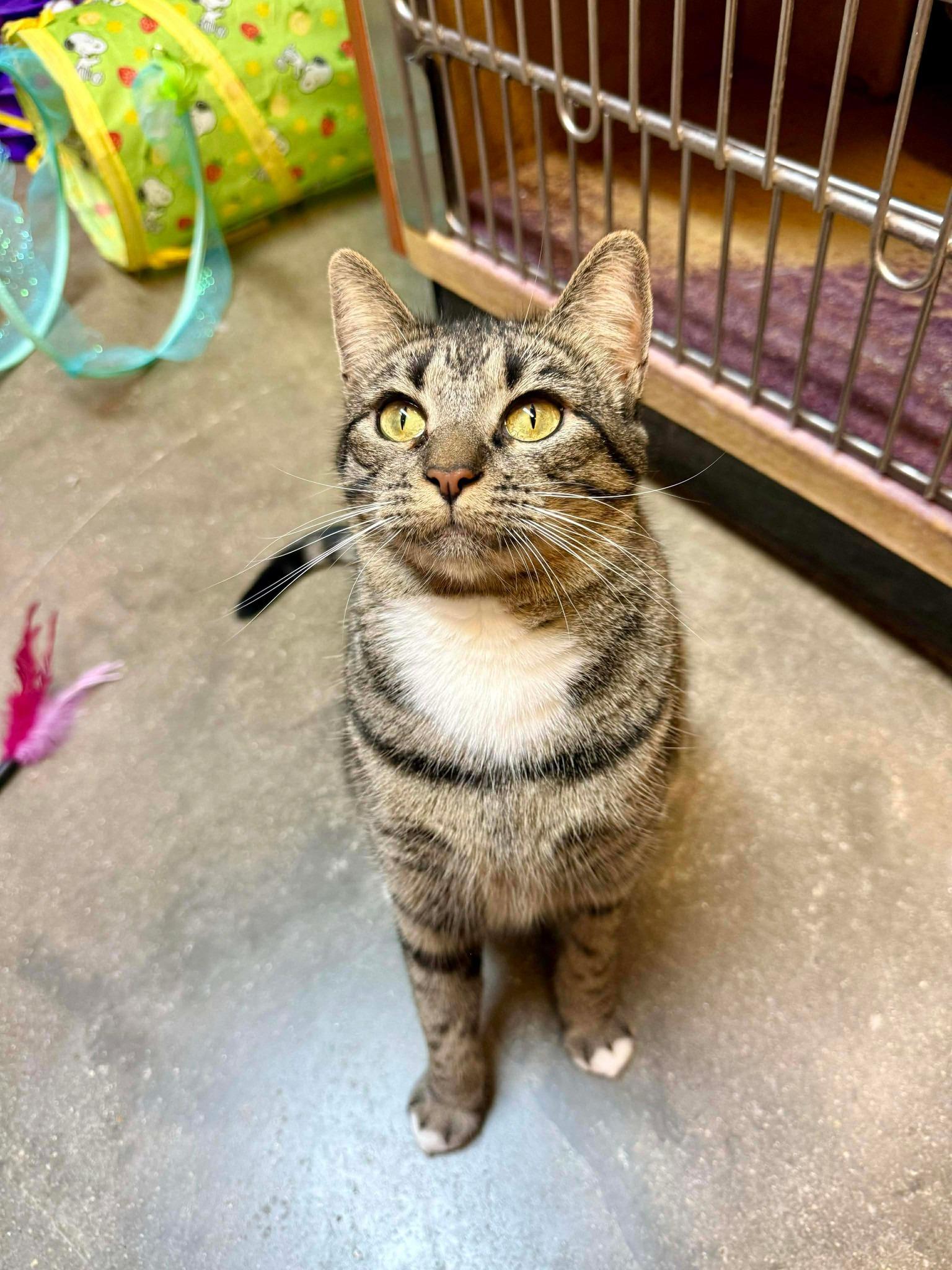 June, Adoptable, Young Female Domestic Short Hair.