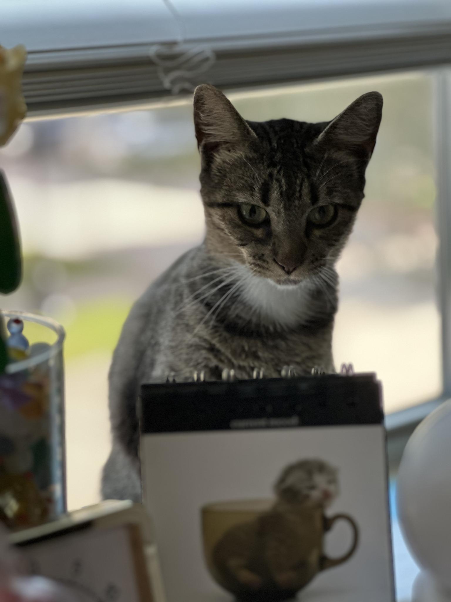 June, Adoptable, Young Female Domestic Short Hair.