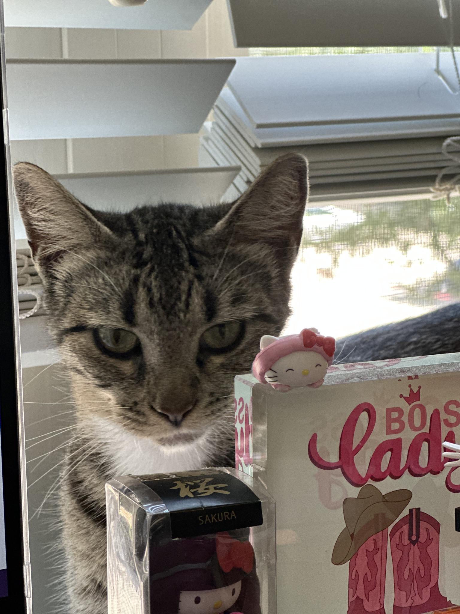 June, a Adoptable Domestic Short Hair in Frisco, TX image 3/4