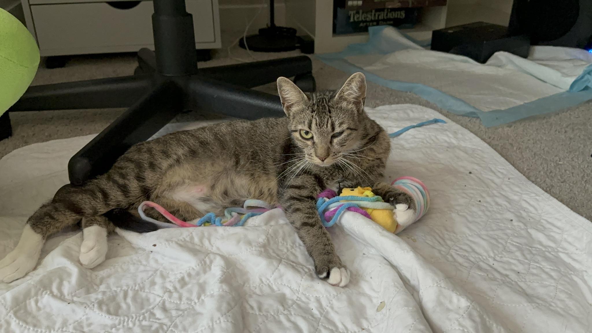 June, a Adoptable Domestic Short Hair in Frisco, TX image 4/4