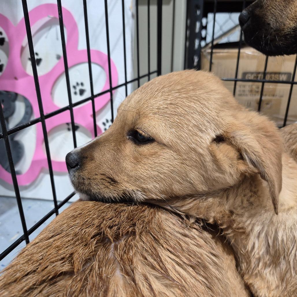 Enlarge Peanut, a Adoptable Mixed Breed in Newark, NJ image 1/1
