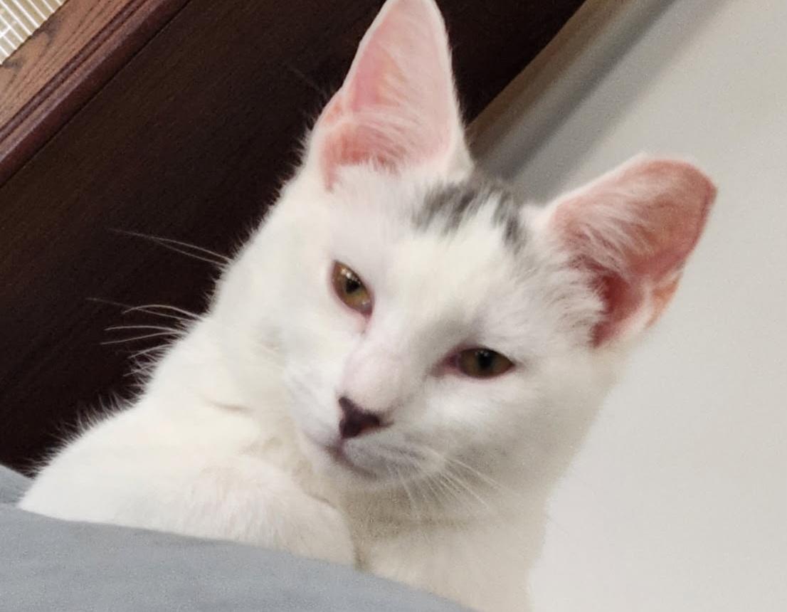 Ethan 16 wks, a Adoptable Domestic Short Hair in London, ON image 2/6