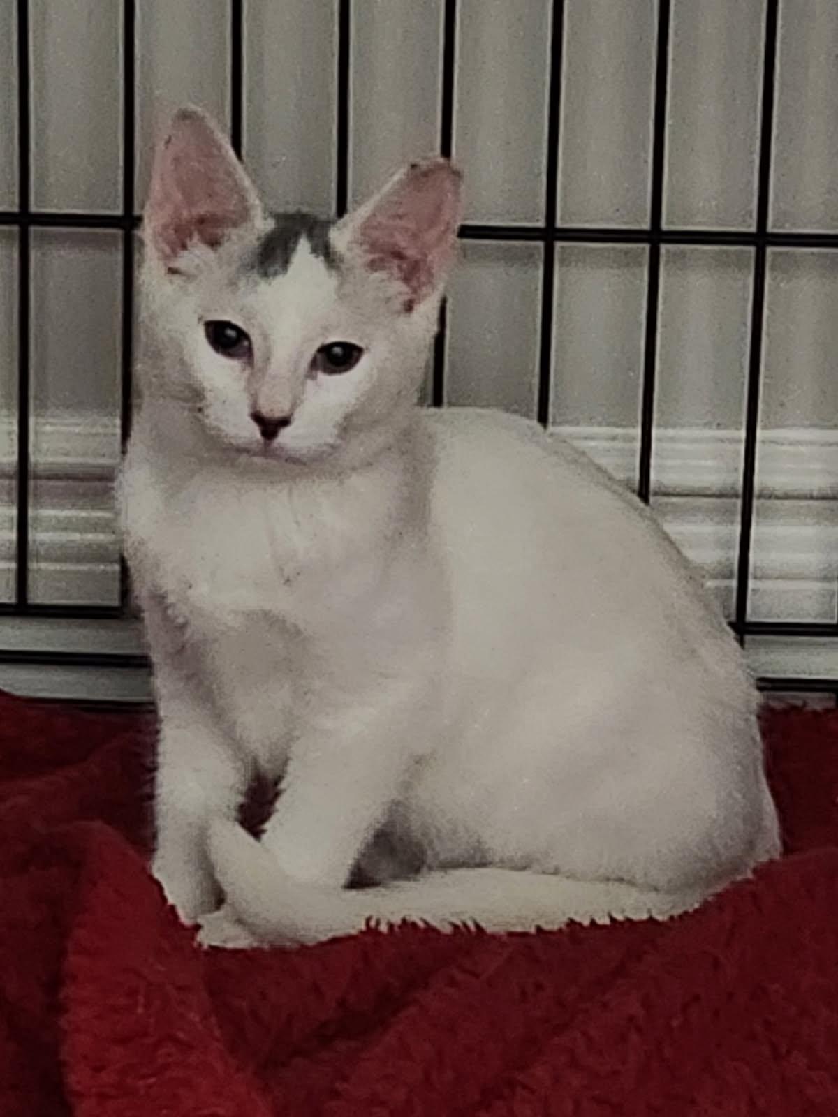 Ethan 16 wks, a Adoptable Domestic Short Hair in London, ON image 6/6