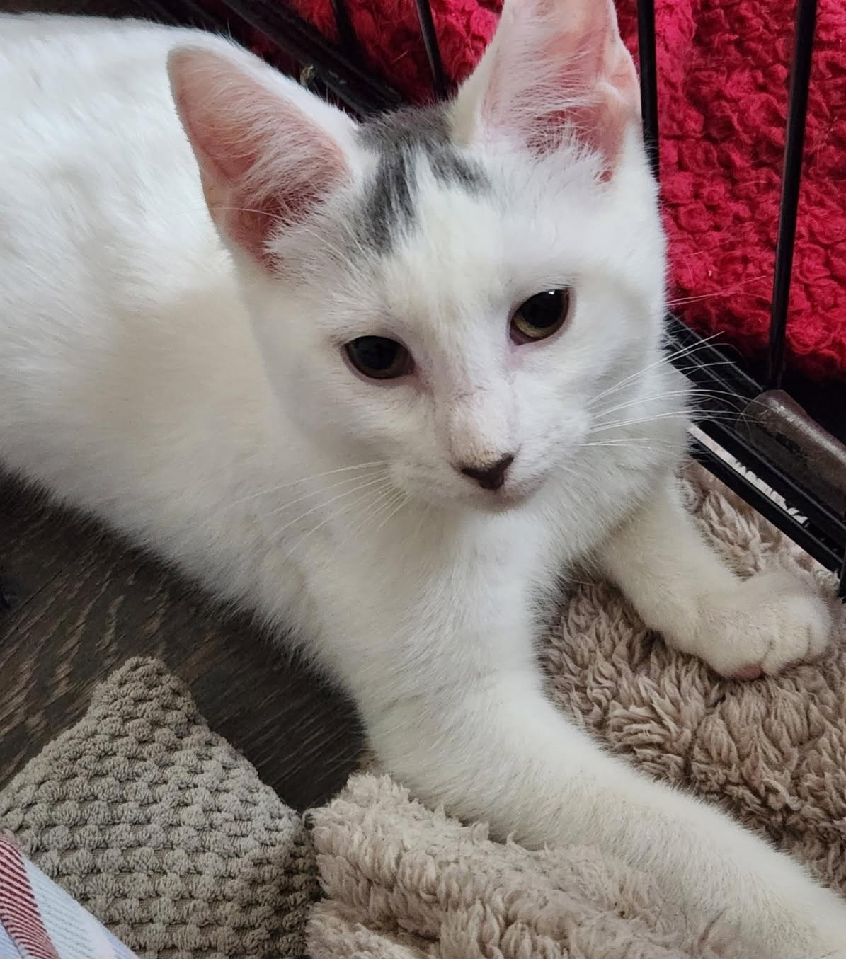 Ethan 16 wks, a Adoptable Domestic Short Hair in London, ON image 5/6