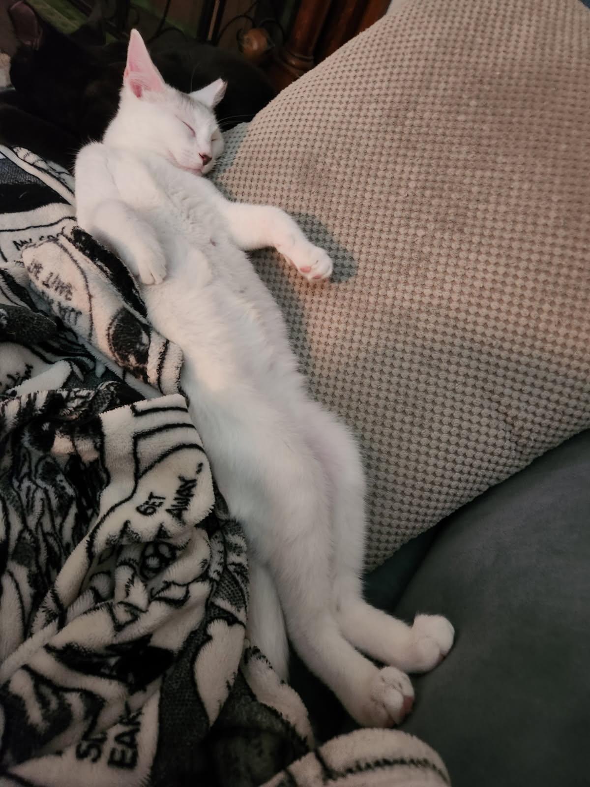 Ethan 16 wks, a Adoptable Domestic Short Hair in London, ON image 1/6