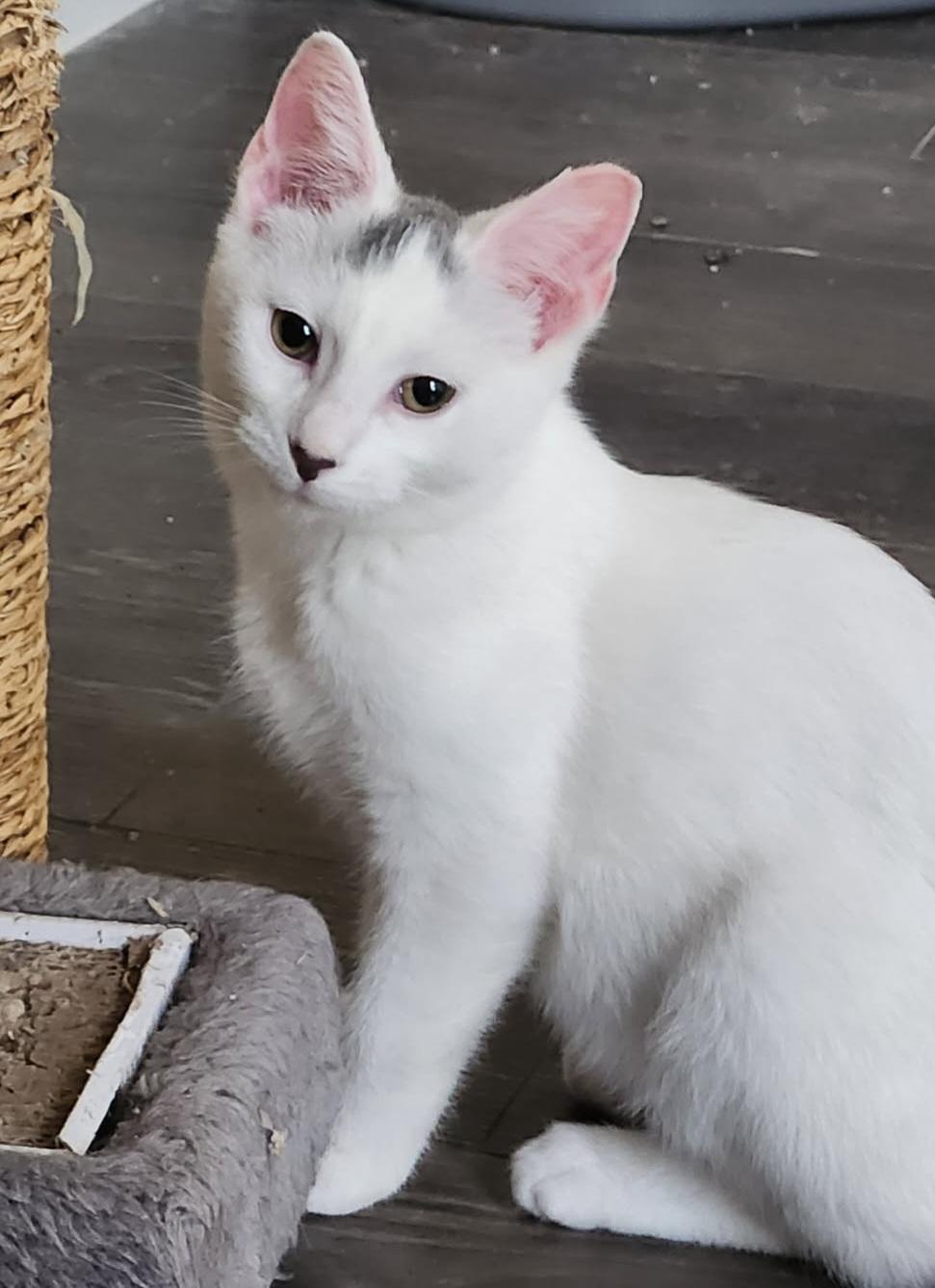 Ethan 16 wks, a Adoptable Domestic Short Hair in London, ON image 3/6