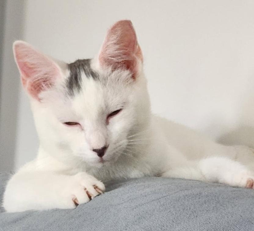 Ethan 16 wks, a Adoptable Domestic Short Hair in London, ON image 4/6