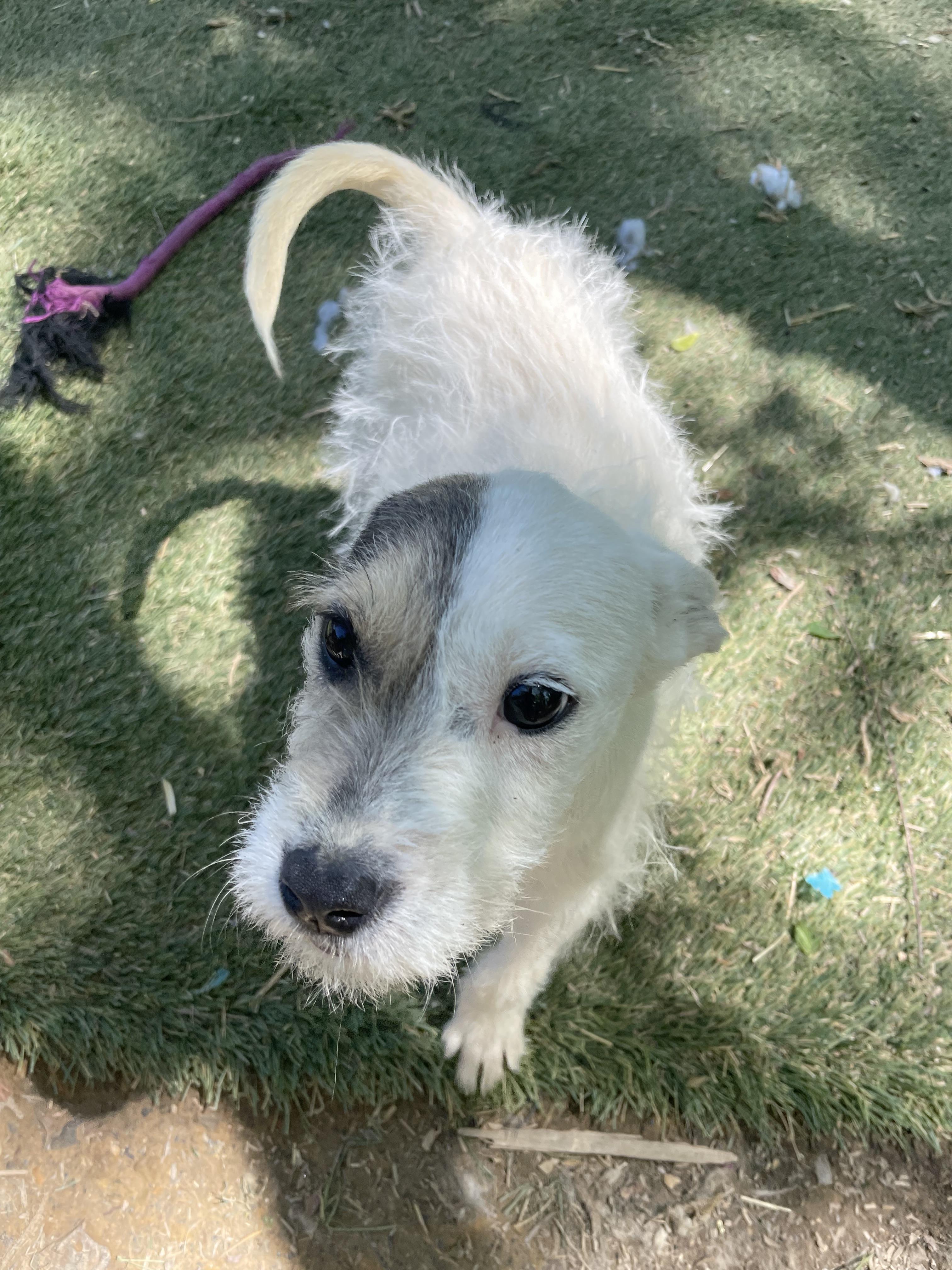 Enlarge Precious, an adopted mixed breed in Tracy City , TN image 1/3