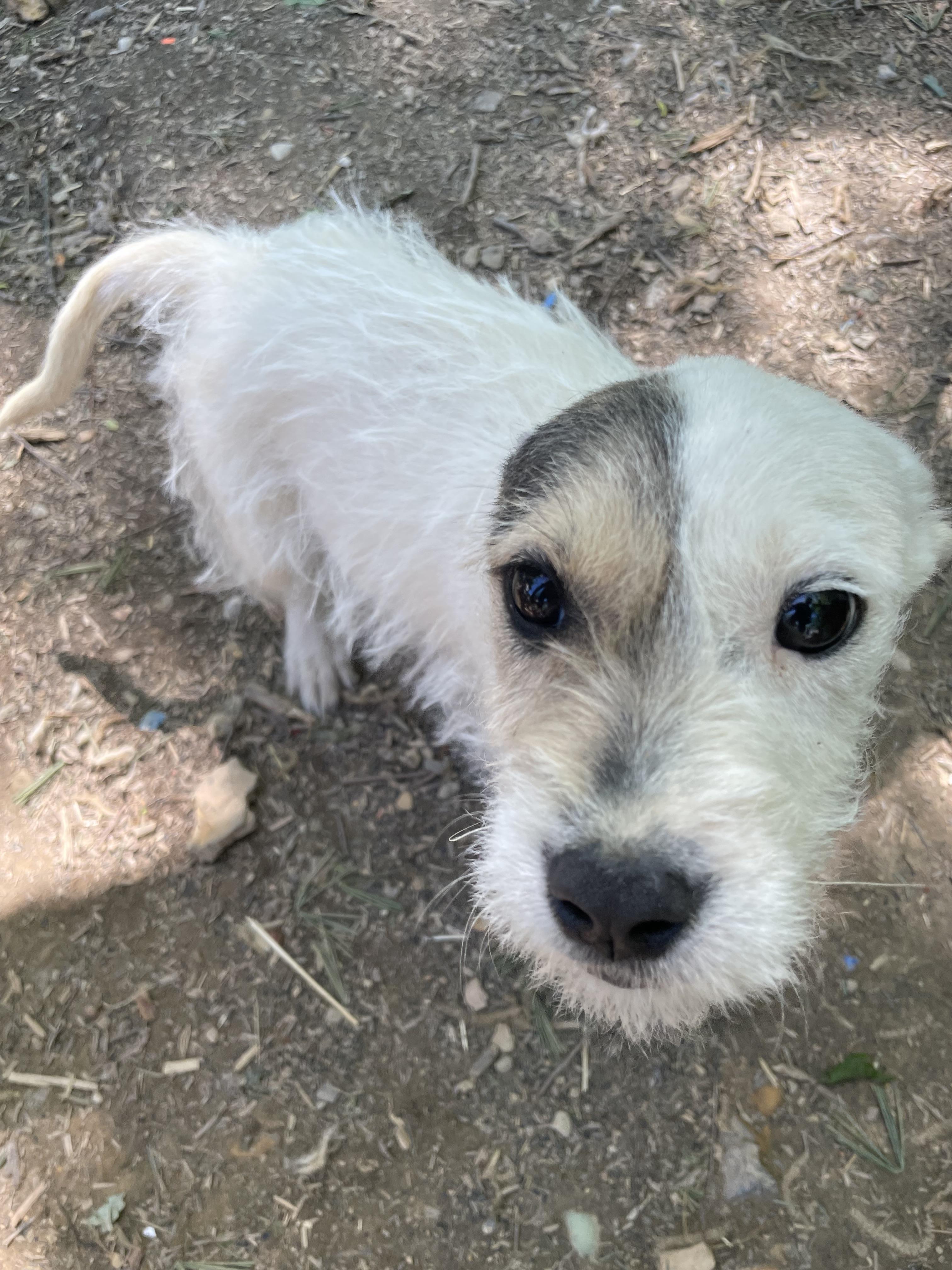 Enlarge Precious, an adopted mixed breed in Tracy City , TN image 2/3