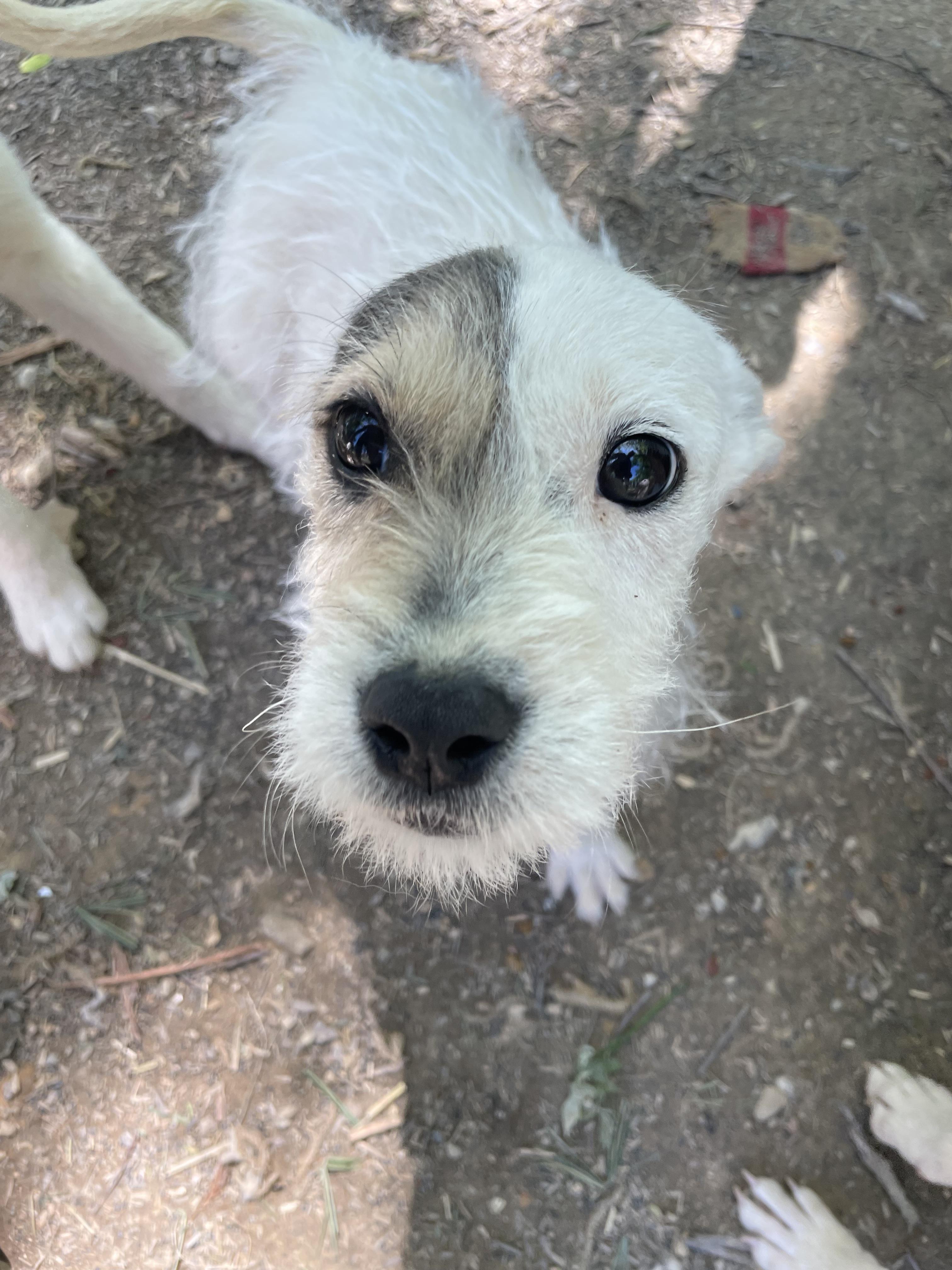 Enlarge Precious, an adopted mixed breed in Tracy City , TN image 3/3