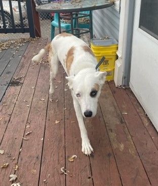 Enlarge Blue, a Adoptable mixed breed in Shell Lake, WI image 1/4