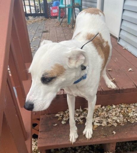 Blue, Adoptable, Adult Male Catahoula Leopard Dog.