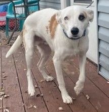 Enlarge Blue, a Adoptable mixed breed in Shell Lake, WI image 4/4