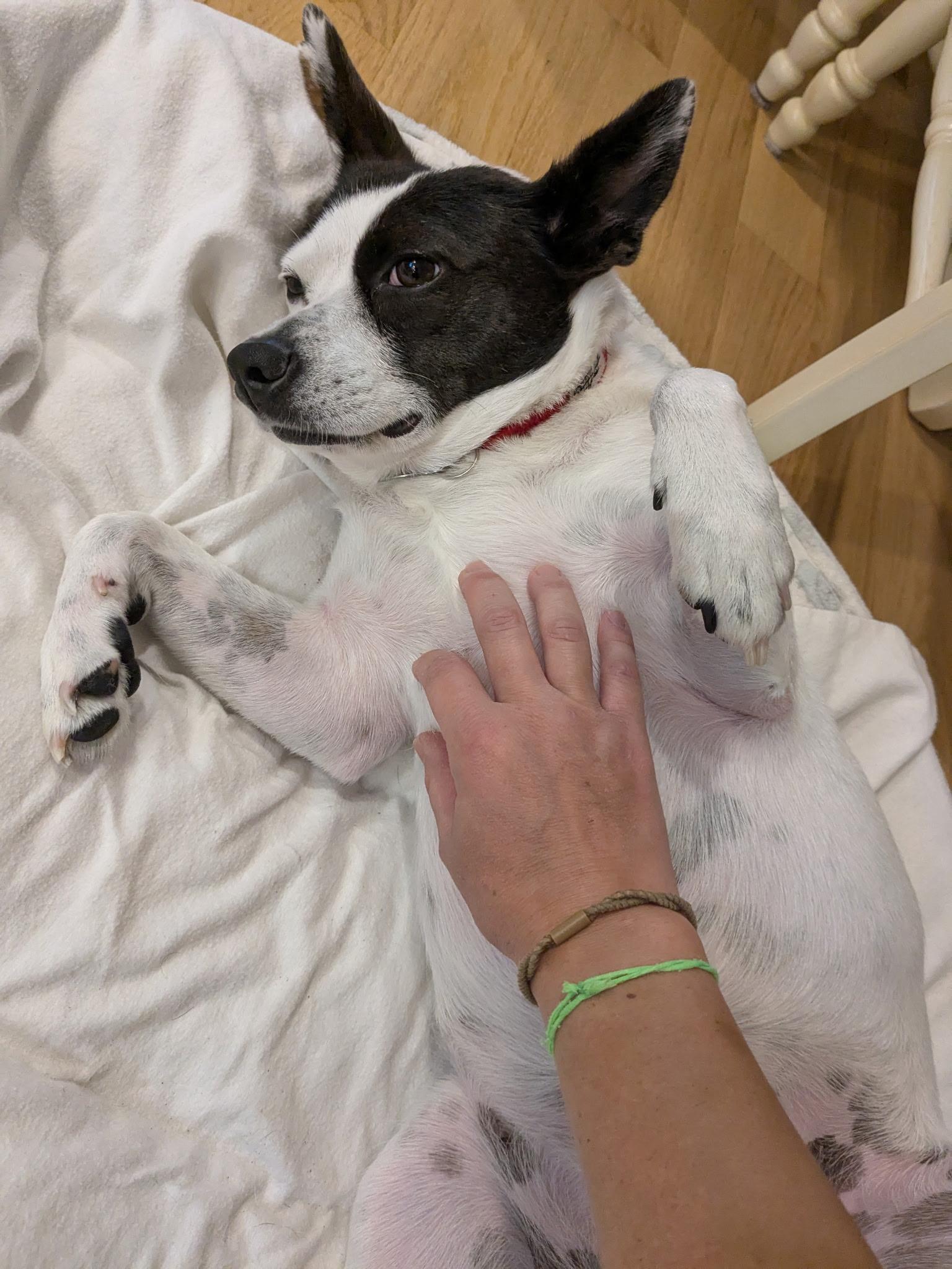 Enlarge Chloe, a Adoptable mixed breed in Harrison, NY image 4/6