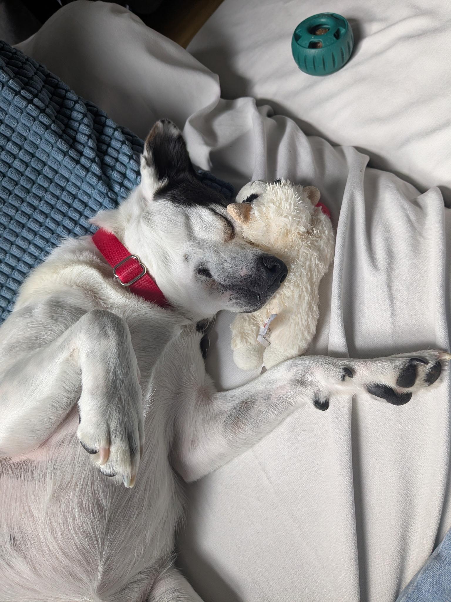 Enlarge Chloe, a Adoptable mixed breed in Harrison, NY image 2/6