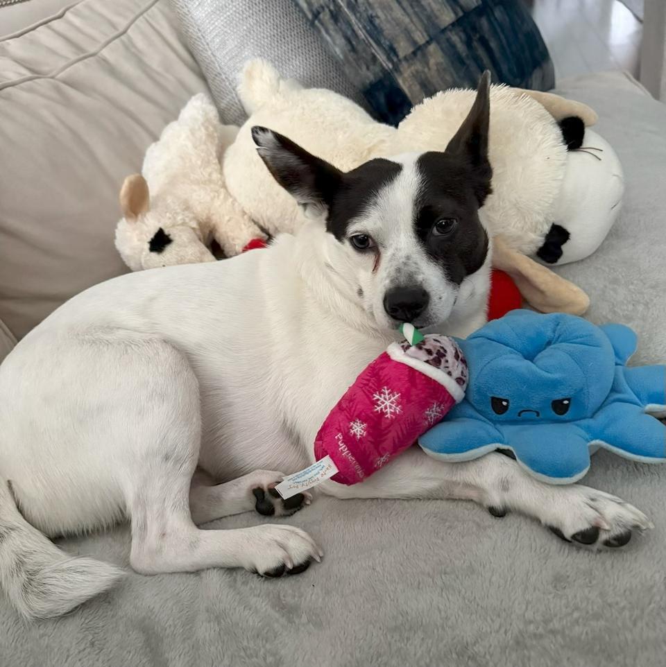 Enlarge Chloe, a Adoptable mixed breed in Harrison, NY image 6/6