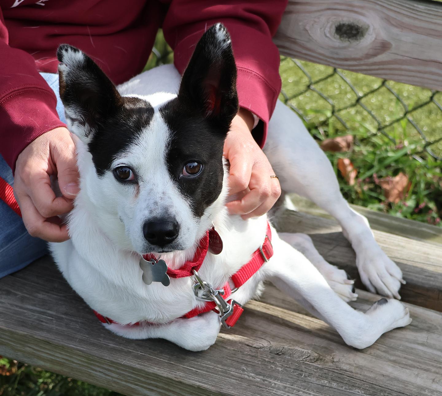 Chloe, Adoptable, Young Female Rat Terrier.