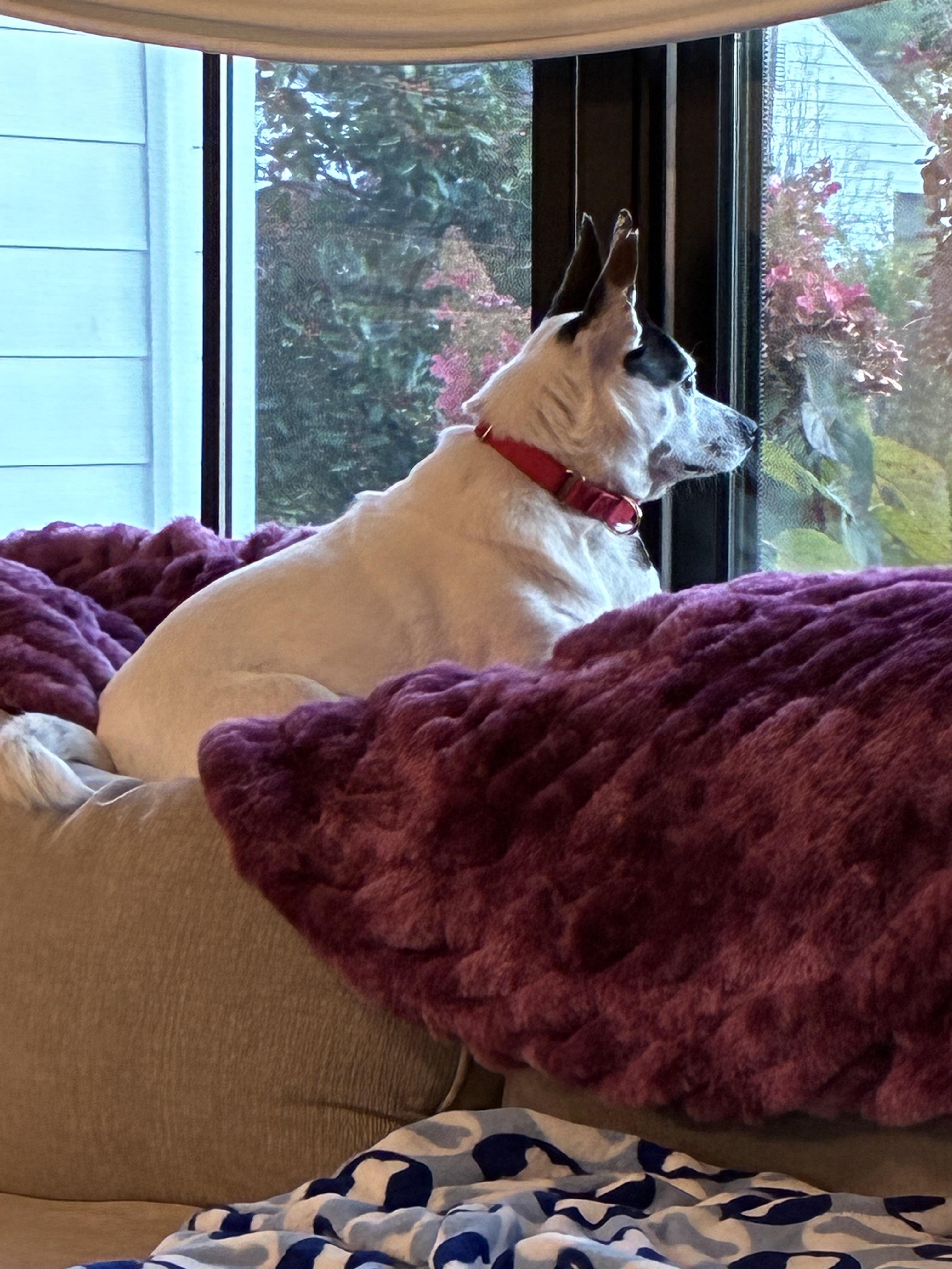 Enlarge Chloe, a Adoptable mixed breed in Harrison, NY image 2/6