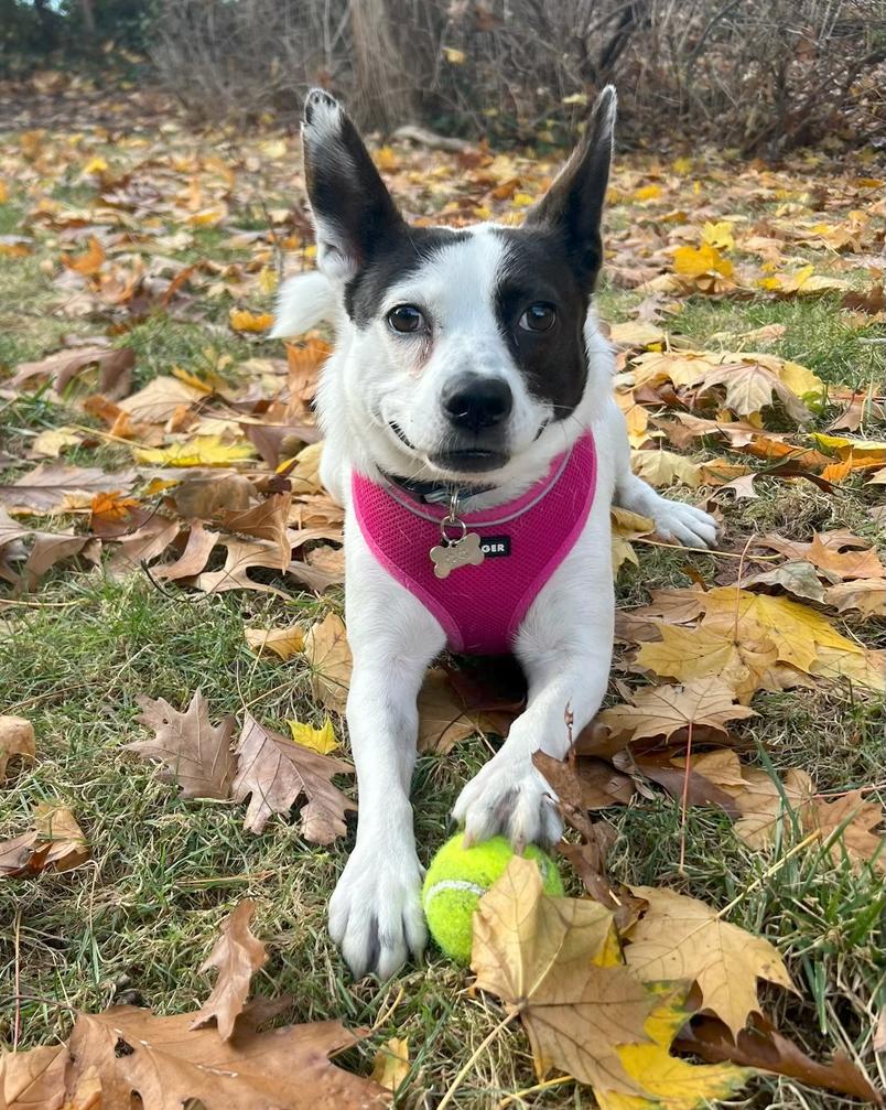 Enlarge Chloe, a Adoptable mixed breed in Harrison, NY image 3/6
