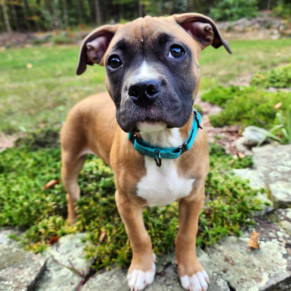 Enlarge Biscotti, a Adopted Boxer in Westminster, MA image 1/3