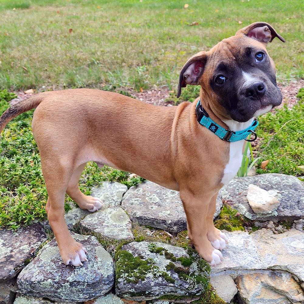 Biscotti, Adopted, Puppy Male Boxer.
