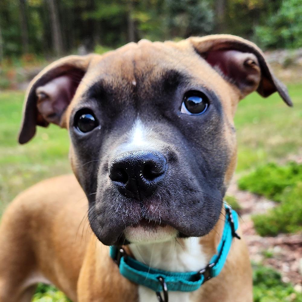 Enlarge Biscotti, a Adopted Boxer in Westminster, MA image 3/3