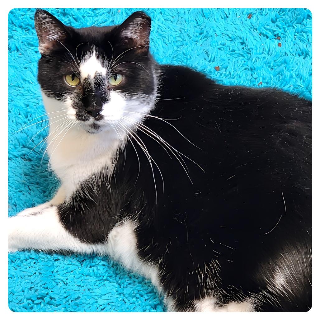 Montgomery Burns, Adoptable, Adult Male Domestic Short Hair.