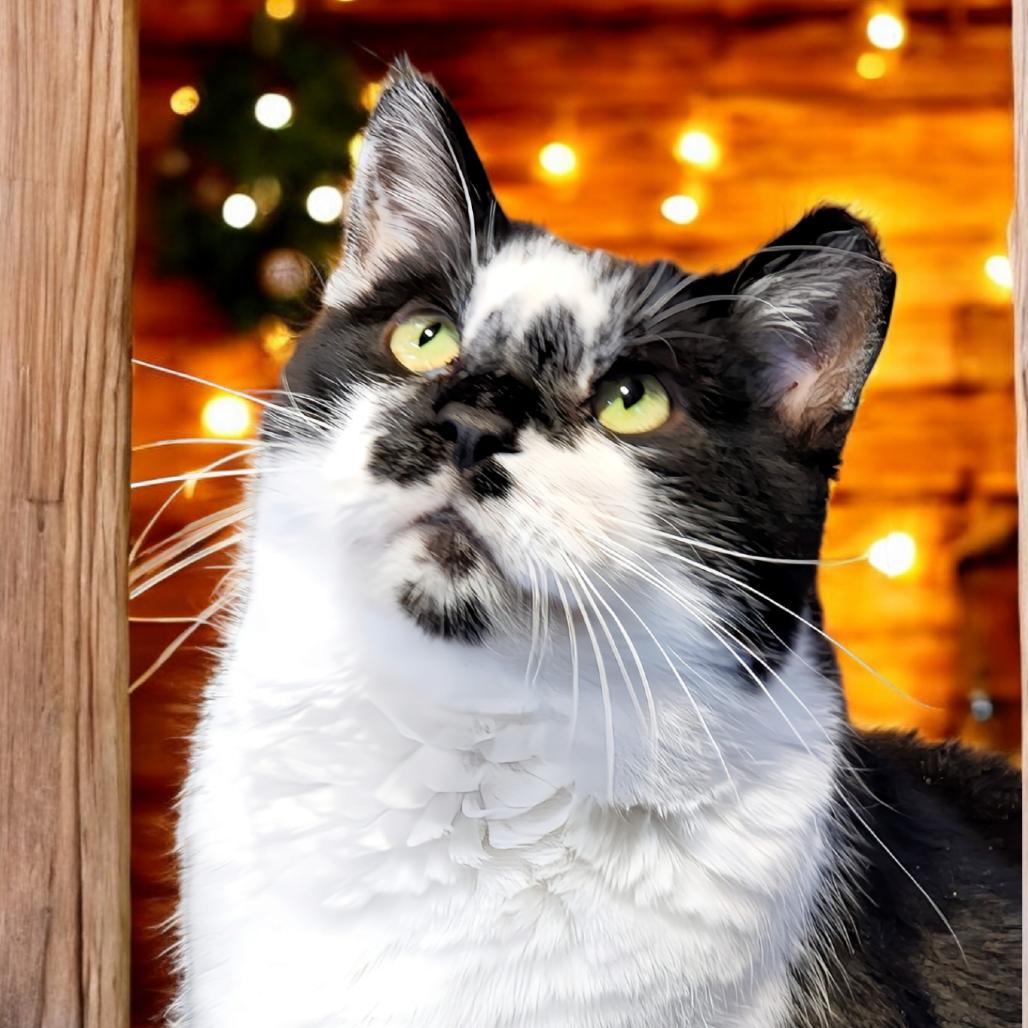 Montgomery Burns, a Adoptable Domestic Short Hair in Zimmerman, MN image 2/5