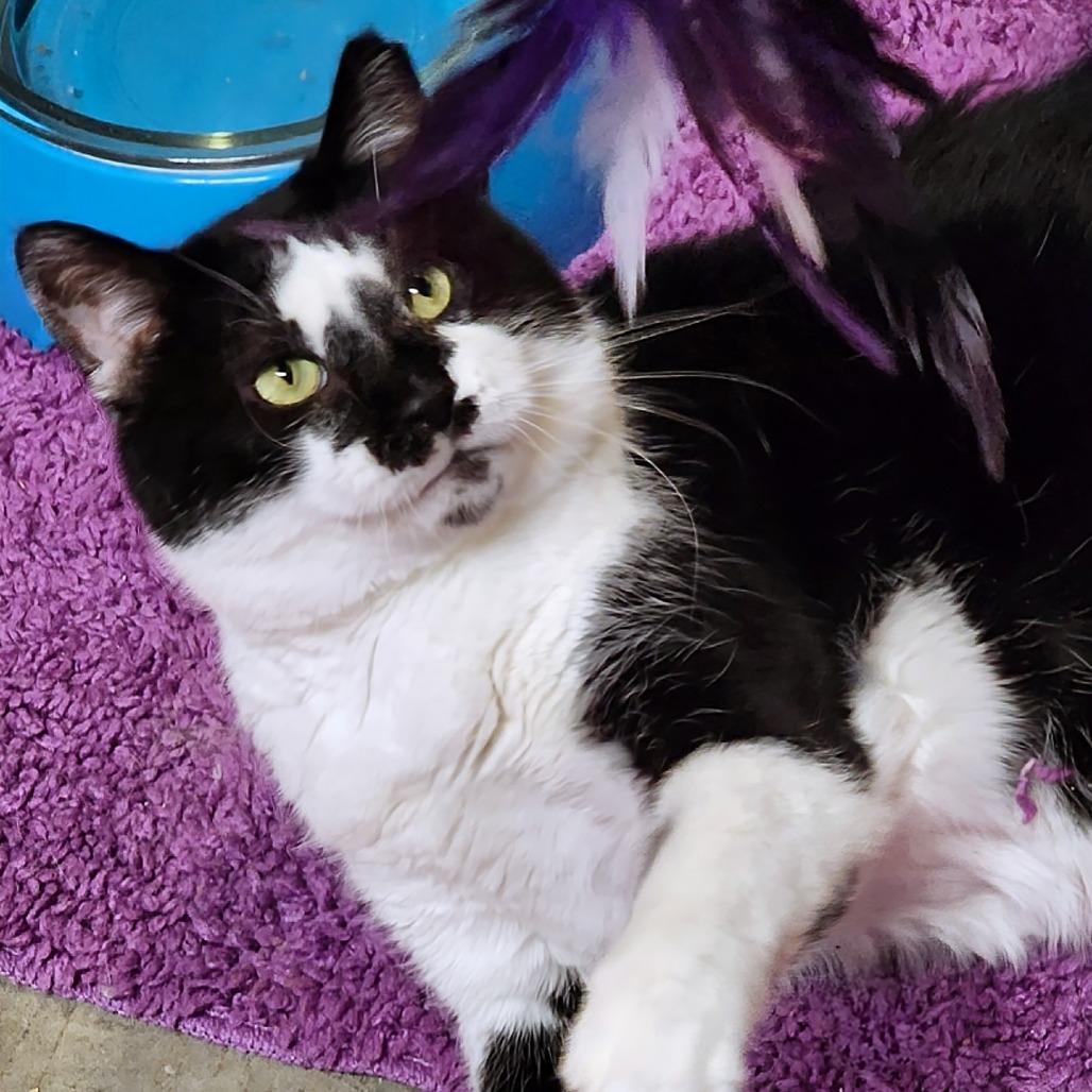 Montgomery Burns, a Adoptable Domestic Short Hair in Zimmerman, MN image 3/5