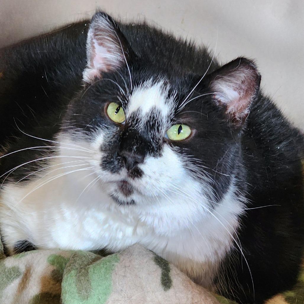 Montgomery Burns, a Adoptable Domestic Short Hair in Zimmerman, MN image 4/5
