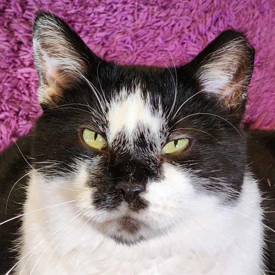 Montgomery Burns, a Adoptable Domestic Short Hair in Zimmerman, MN image 5/5