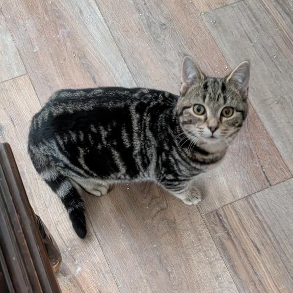 Enlarge 1125-117 Simon, a Adoptable Domestic Short Hair in Abingdon, MD image 1/2