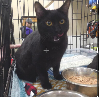 Faith, an adopted Domestic Short Hair Mix in Henderson, NV_image-1