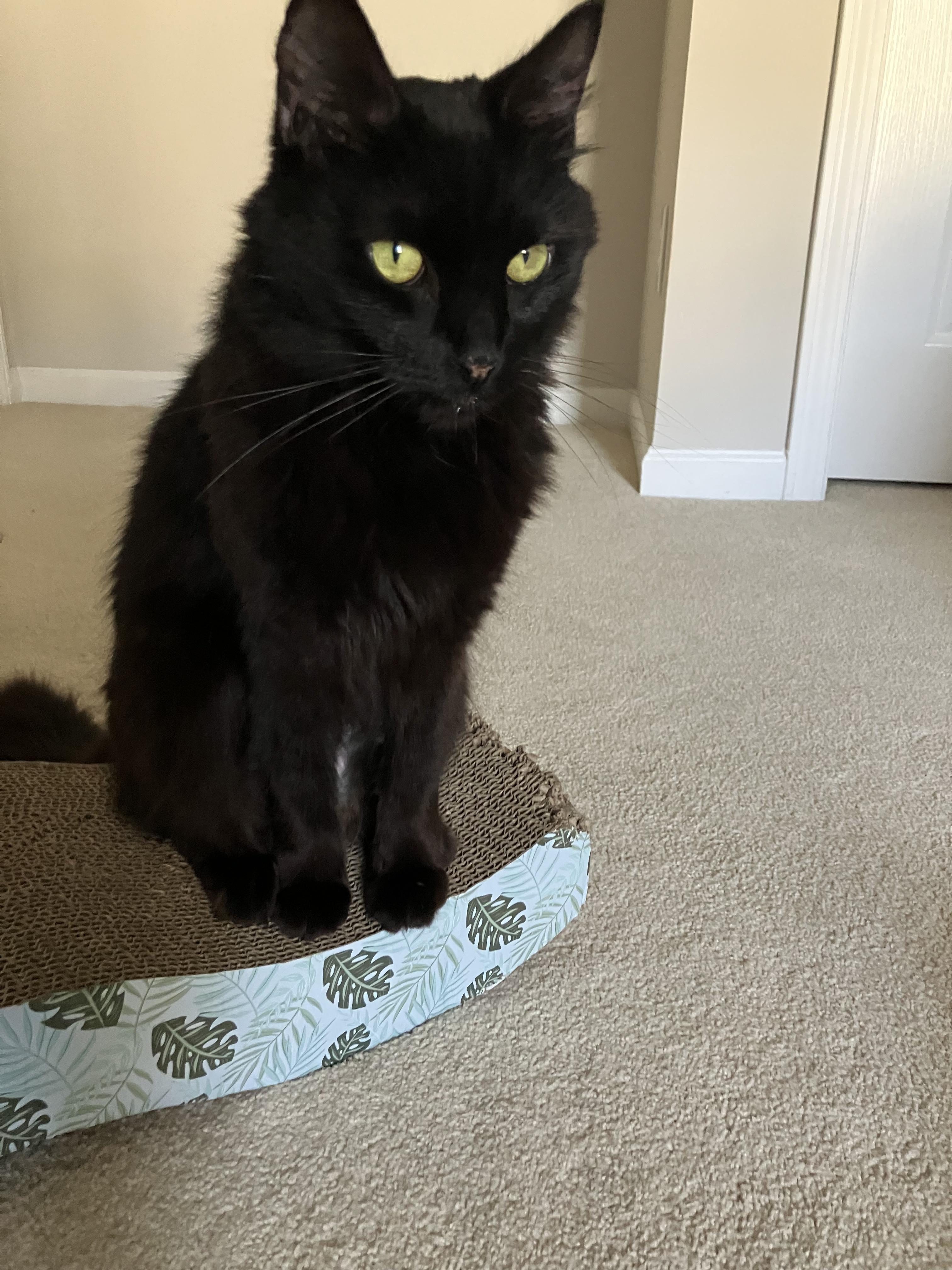 Jules, Adoptable, Young Female Domestic Long Hair.