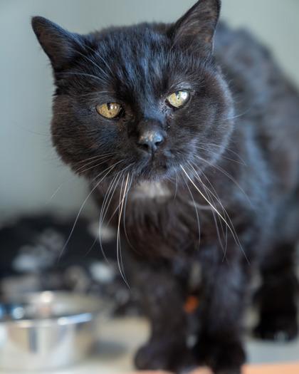 Purrl, Adoptable, Senior Female Domestic Short Hair & Domestic Short Hair.