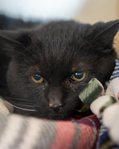 Enlarge Purrl, a Adoptable mixed breed in Pequot Lakes, MN image 2/2