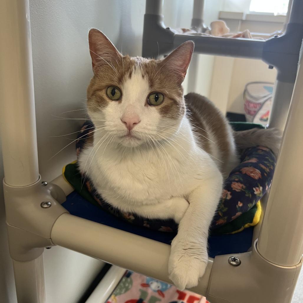 Enlarge Mr. Handsome, a Adoptable Domestic Short Hair in Saint Cloud, MN image 1/4