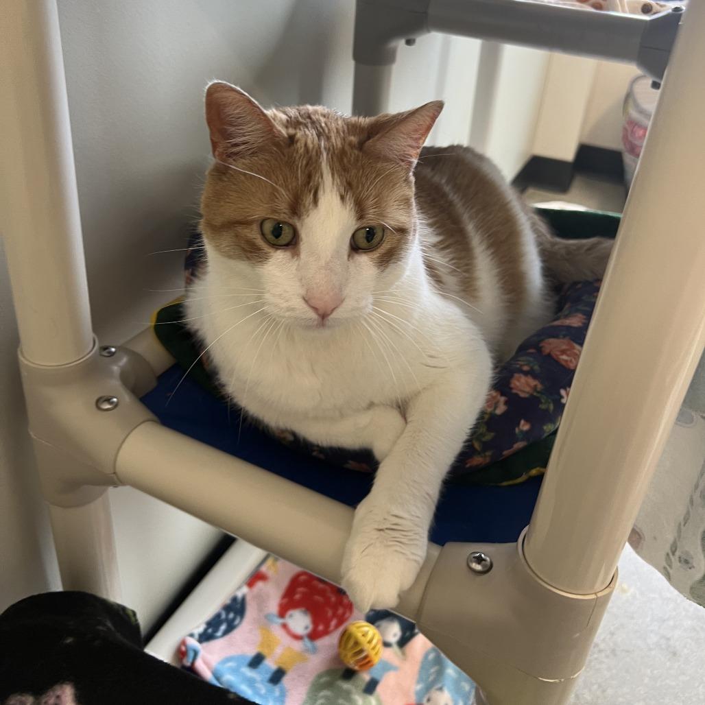Enlarge Mr. Handsome, a Adoptable Domestic Short Hair in Saint Cloud, MN image 2/4
