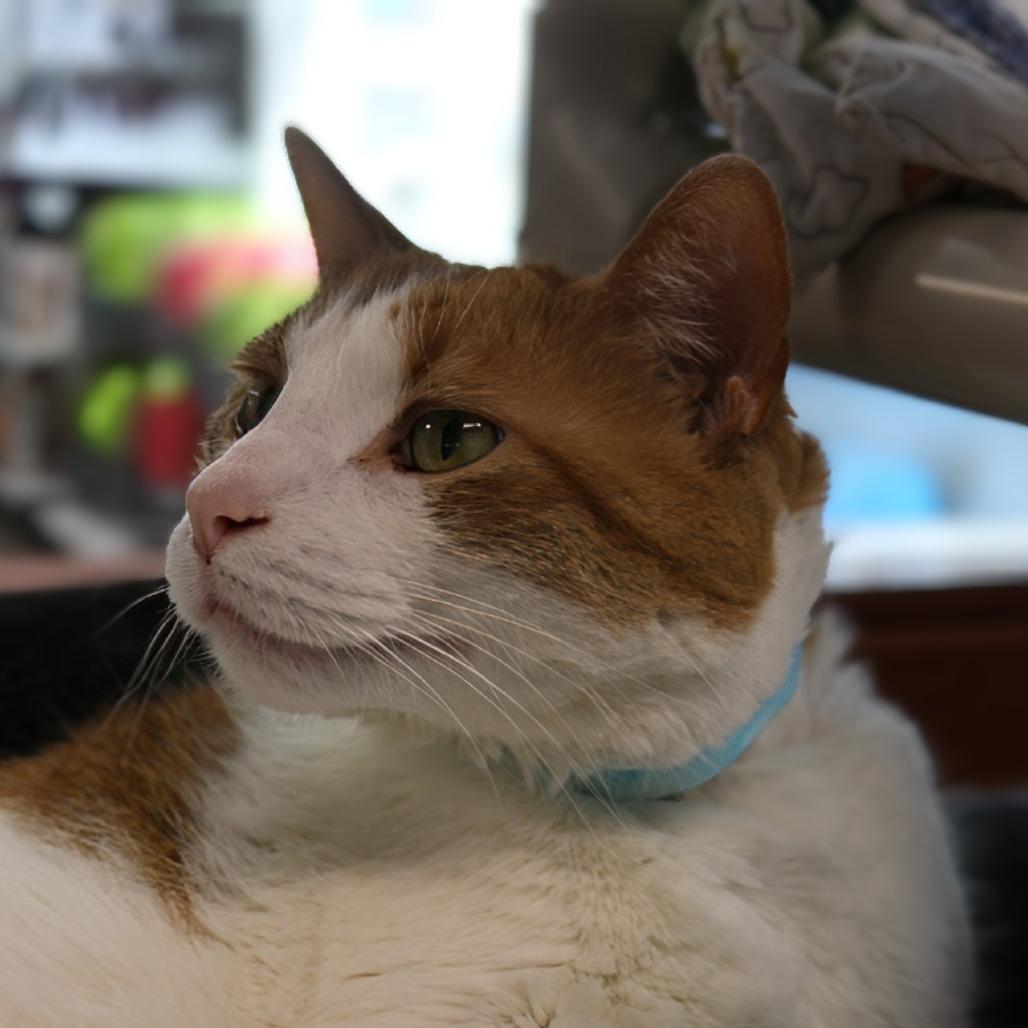 Enlarge Mr. Handsome, a Adoptable Domestic Short Hair in Saint Cloud, MN image 3/4