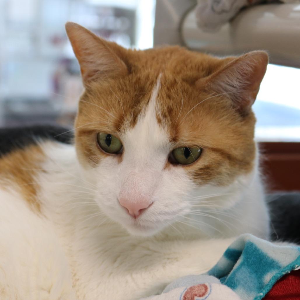 Enlarge Mr. Handsome, a Adoptable Domestic Short Hair in Saint Cloud, MN image 4/4
