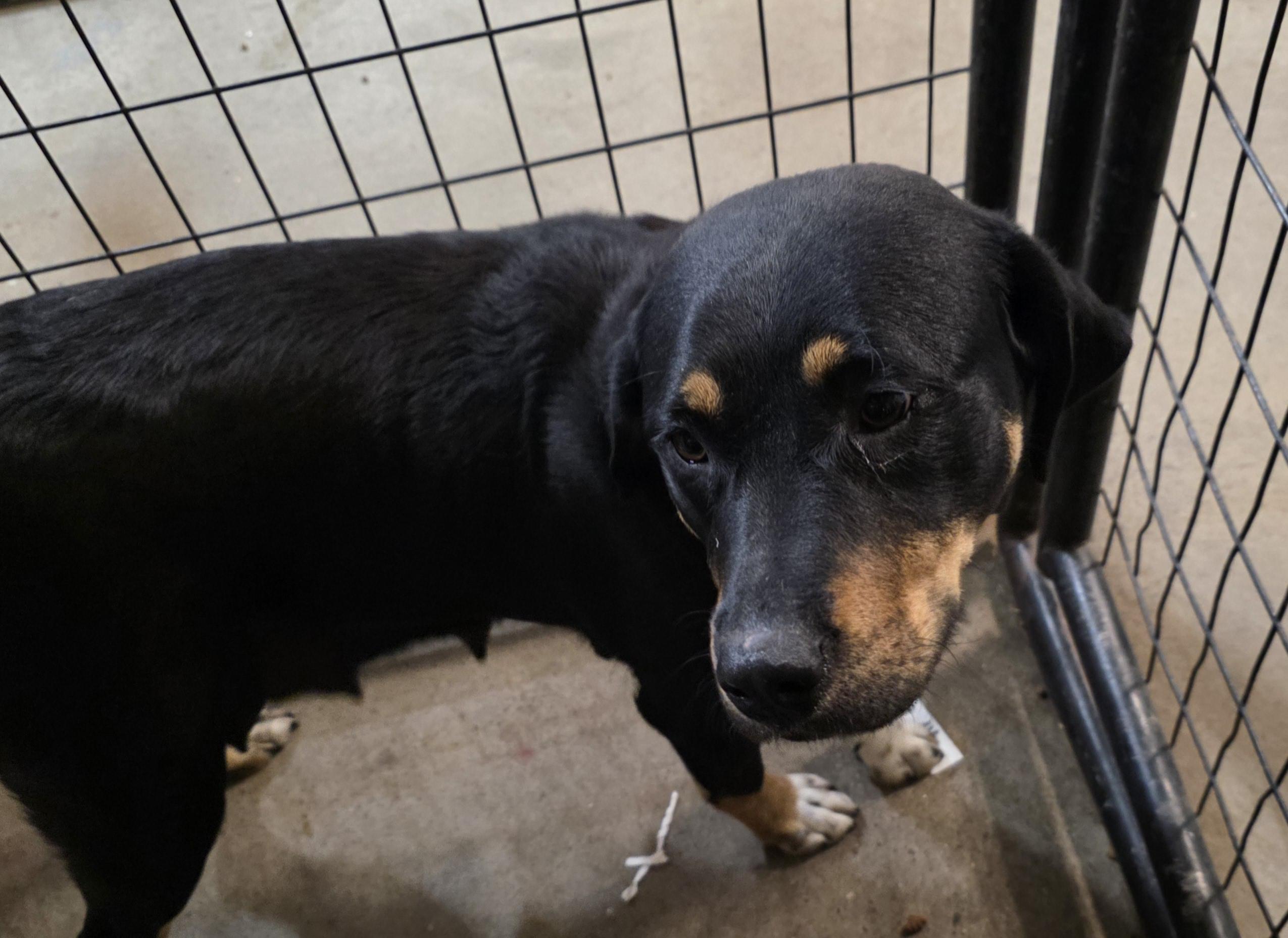 Enlarge Timex, an adopted Black Labrador Retriever in Billings, MT image 1/1
