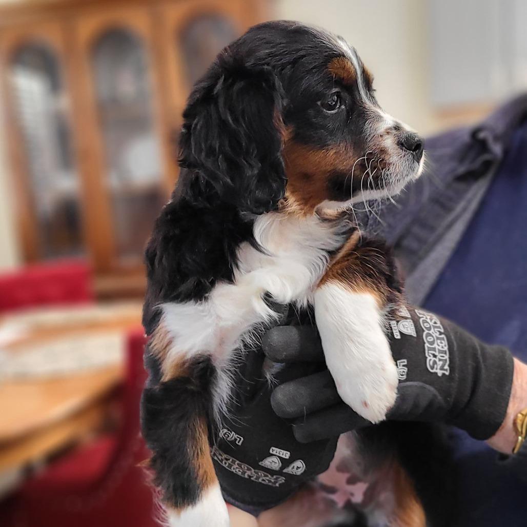 Freckles thumbnail 3