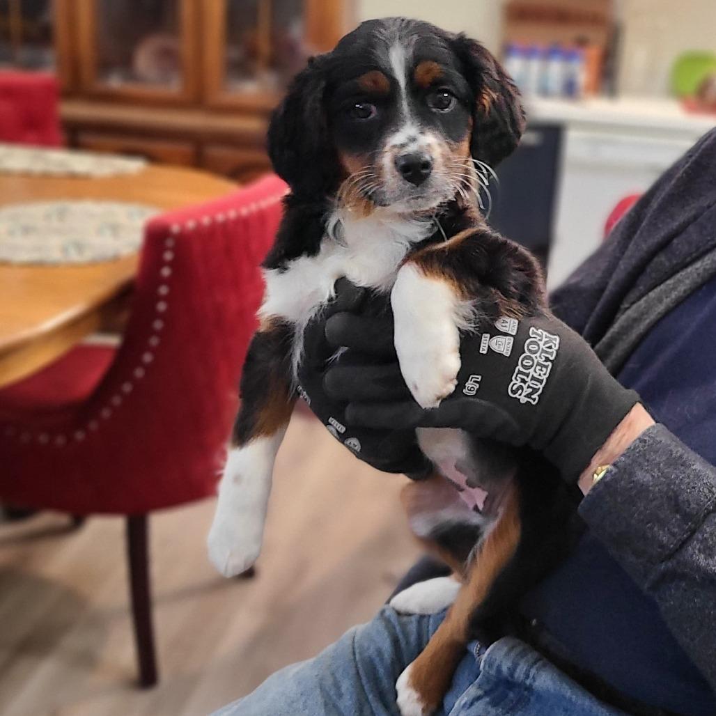 Freckles thumbnail 4