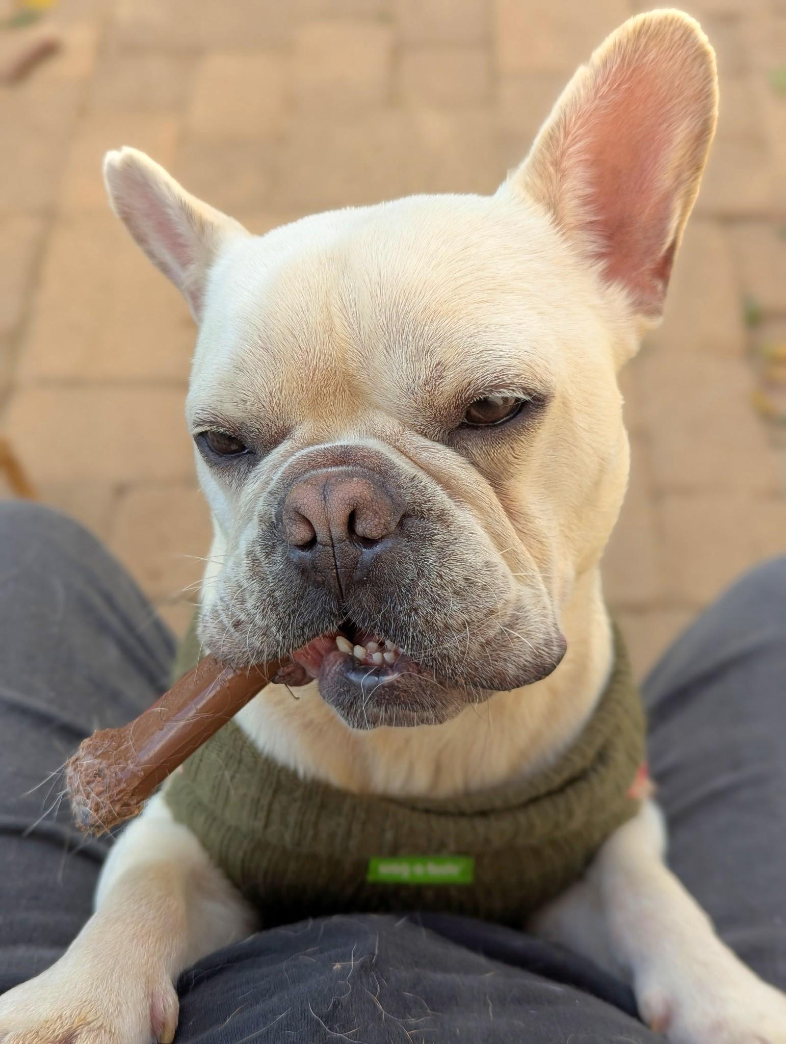 Enlarge Baguette, a ADOPTABLE French Bulldog in El Cajon, CA image 6/6