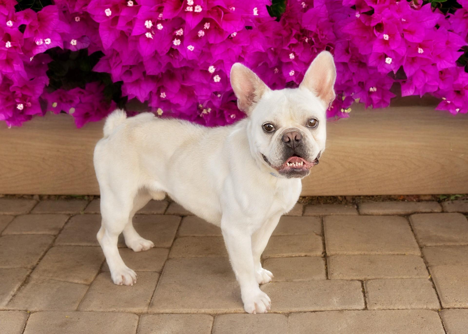 Enlarge Baguette, a ADOPTABLE French Bulldog in El Cajon, CA image 2/6