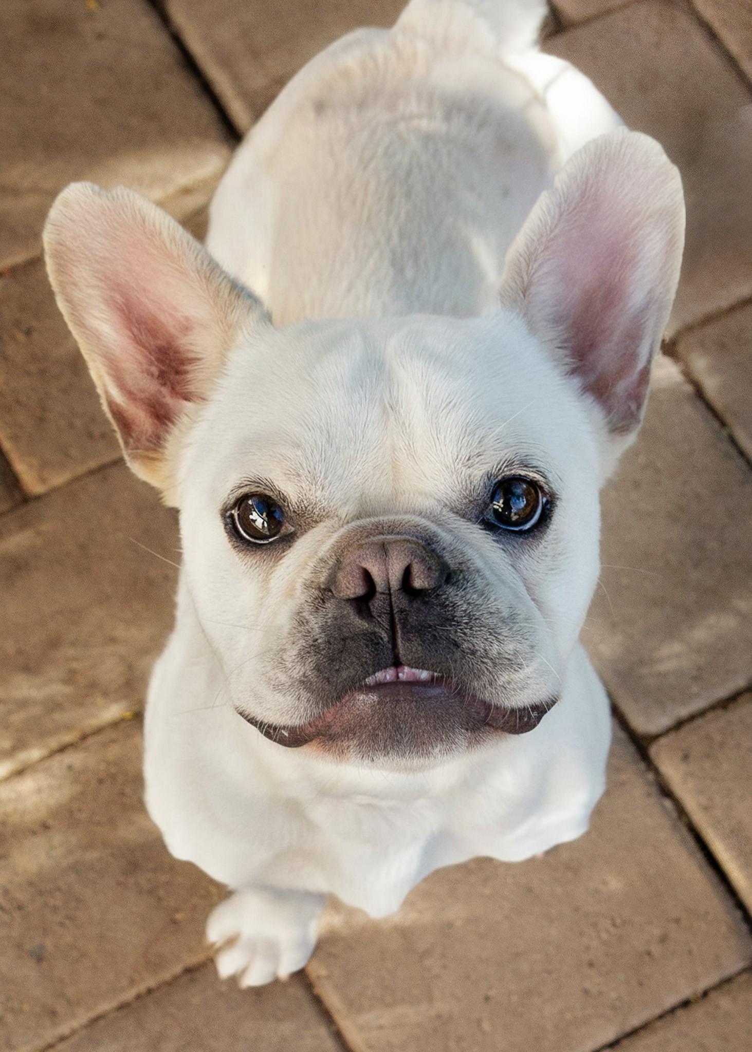 Baguette, ADOPTABLE, Young Male French Bulldog.
