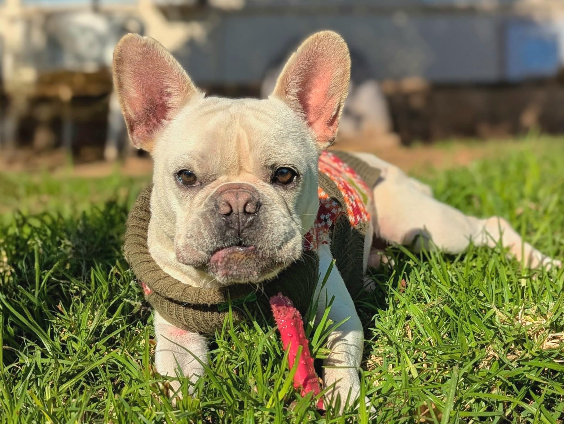 Enlarge Baguette, a ADOPTABLE French Bulldog in El Cajon, CA image 3/6
