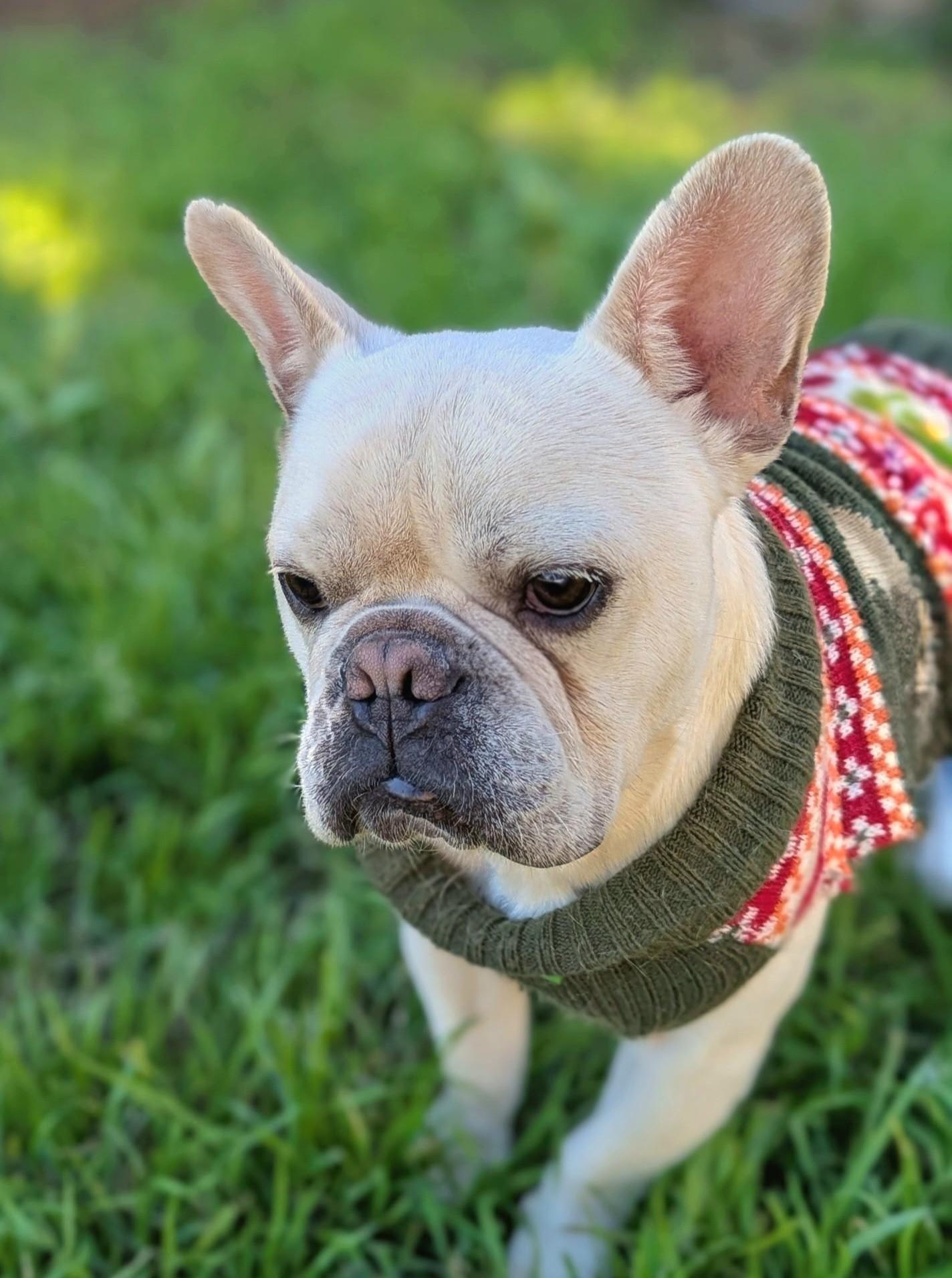 Enlarge Baguette, a ADOPTABLE French Bulldog in El Cajon, CA image 4/6