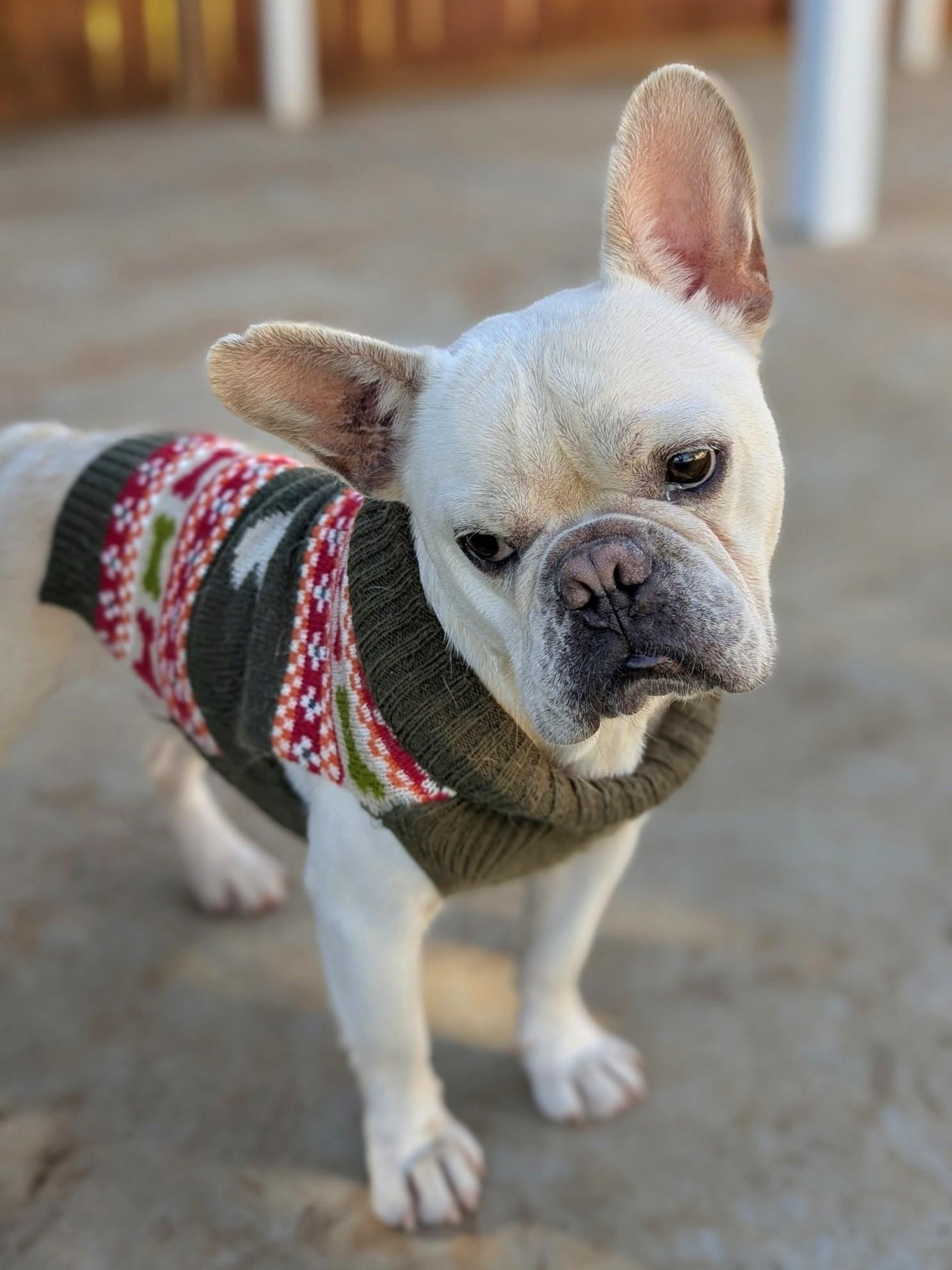 Enlarge Baguette, a ADOPTABLE French Bulldog in El Cajon, CA image 5/6