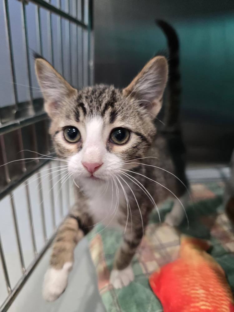 Springer, Adoptable, Kitten Male Domestic Medium Hair.